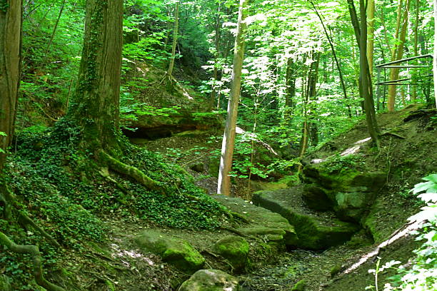 istock A beautiful forest near Kalchreuth in Franconia 2214378672