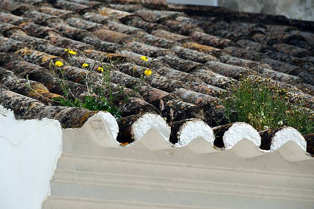 Wild flowers growing on an old rooftop in Tavira, Algarve, Portugal.