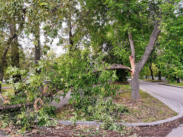 istock Tree split and leaning over after thunderstorm in Yekaterinburg Russia Broken branches cracked trunk 2214381558