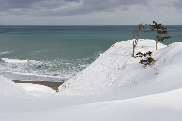 Pine trees growing on cliffs in winter above Kamui Misaki coastline, Hokkaido