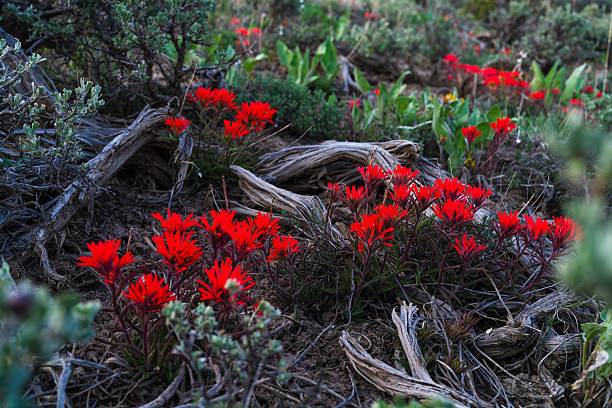 Desert Paintbrush Scenic Landscape - High desert mountain area with fresh bold red wildflowers at the beginning of spring nature detail.