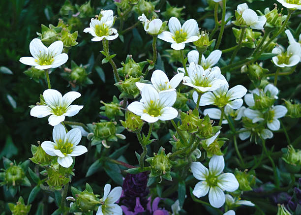 A cluster of delicate small white flowers with distinctive bright yellow-green centers. The blooms are saxifrage, featuring five pristine white petals arranged in a star pattern.