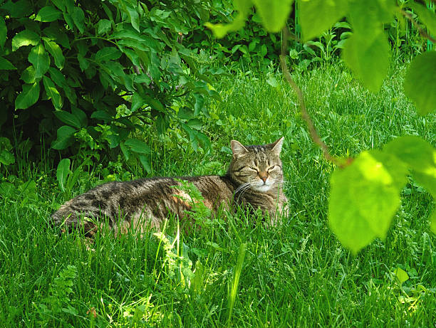 Relaxed tabby cat with distinctive brown and gray stripes lounging in lush, tall green grass. The feline appears to be enjoying a peaceful nap in the dappled sunlight, with eyes closed in contentment. Natural garden environment with vibrant green vegetation surrounding the cat, creating a natural frame around the scene. Bright sunlight filters through the foliage, creating a warm, tranquil atmosphere perfect for the cat's outdoor rest.