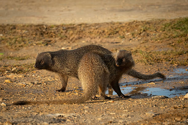 a Mongoose searches for food in southern Africa
