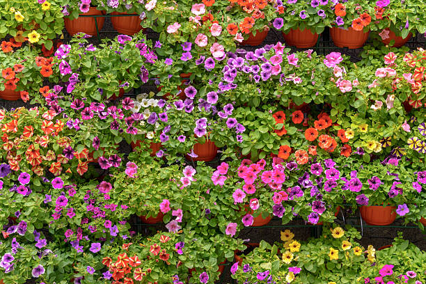 istock Boxes with colorful petunias fill the space completely. 2214386542