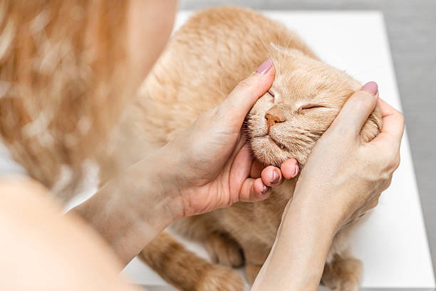 istock breeder wipes cat's eyes, close-up 2214386765