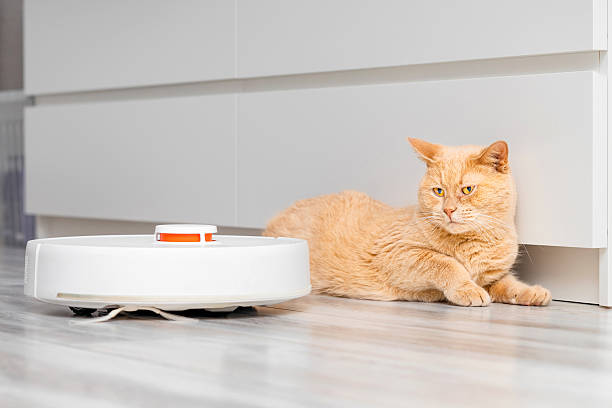 istock ginger cat watches robot vacuum cleaner work. 2214386782
