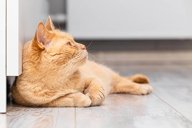 istock domestic ginger cat lying on the floor at home 2214386788