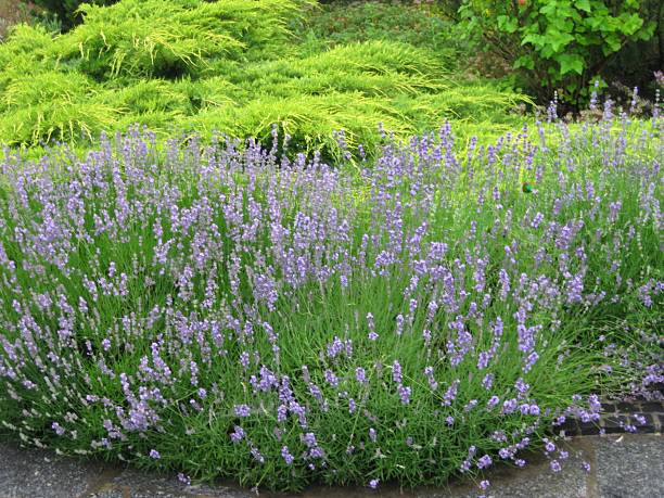 istock lavender flowers in the garden 2214386803
