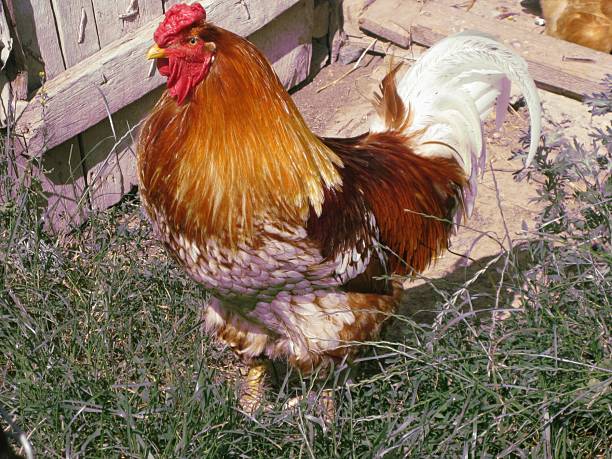 The Chinese Silk Chicken and Rooster breed is a miniature decorative breed of chicken.