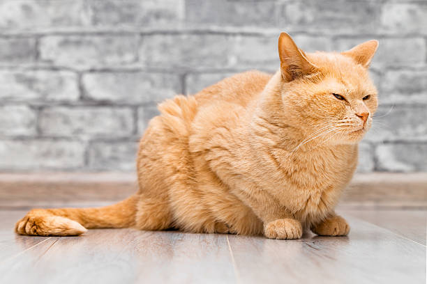 istock ginger cat sitting on the floor at home. 2214388018
