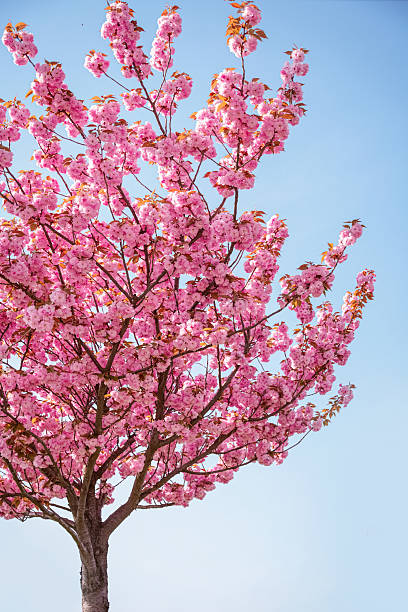 istock Pink cherry blossoms bloom beautifully under a clear blue sky in spring season 2214391595