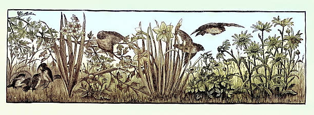 Birds in a garden, wildflower meadow, Daffodil, Victorian 19th Century