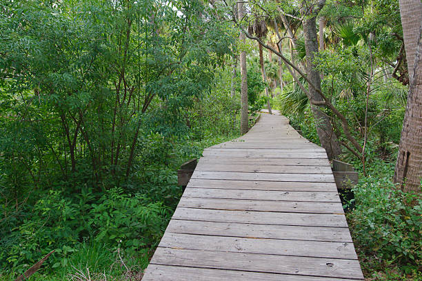 istock Flat Wooden Boardwalk Path Through Lush Green Forested Tropical Area 2214394491