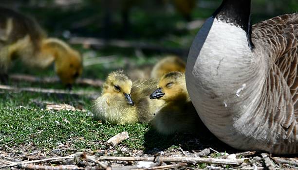 istock Goslings with parents 2214394736