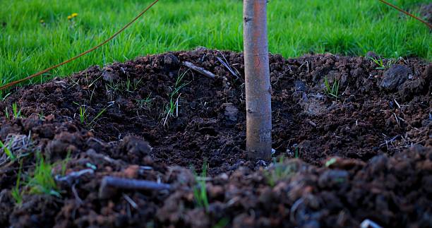 istock Lush green grass surrounds a recently planted sapling, its slender trunk secured to a rope, with a carefully constructed mound of dark, rich soil at its base 2214395101