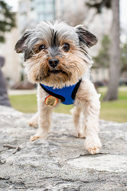 istock Yorkshire Terrier Staring with Loyalty in the City 2214396059