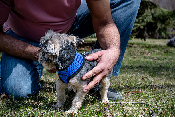 istock Man Helping Dog with Harness on Sunny Spring Day 2214396467