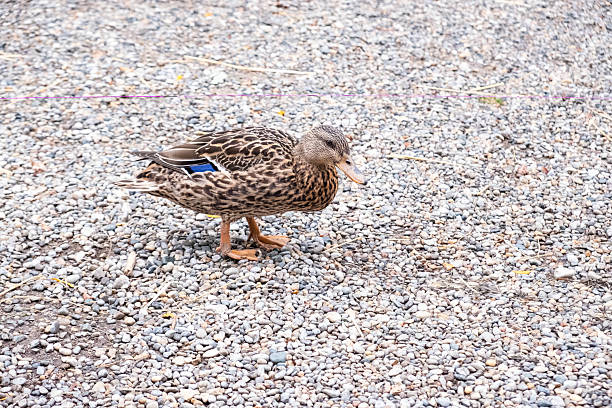 istock Female Mallard Duck On Gravel 2214397638