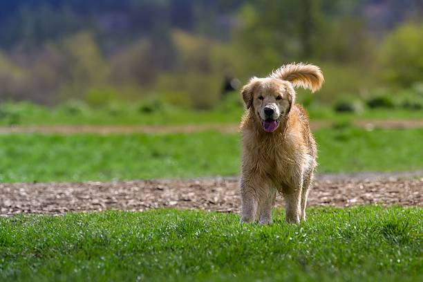 A golden retriever joyfully walking on a grassy field with a blurred forest background on a sunny day.