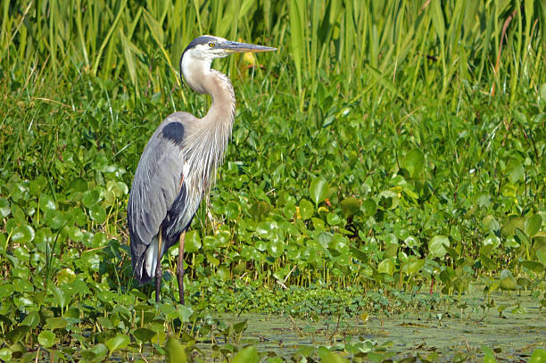 istock Tricolored heron standing tall in the marsh 2214401615