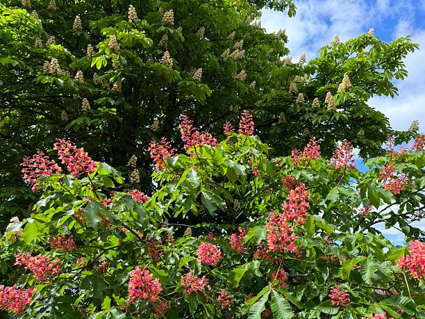 Red and white blooming chestnut trees in spring park.