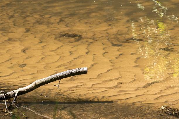 Dry branch lying on the sandy bed of a river reflecting the trees on a sunny day