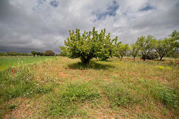 istock Lawn with poppies and other wild spring flowers. 2214403380