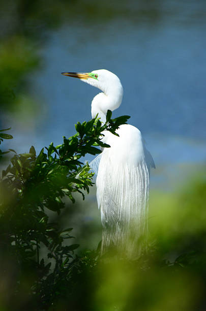 istock Snowy Egret facing lake 2214403483