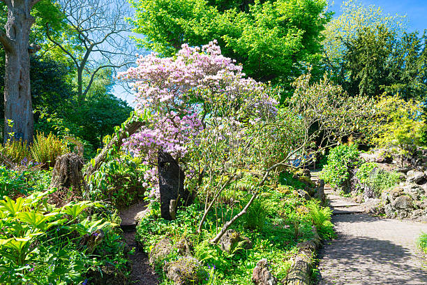istock Rhododendron yunnanense with bright pink flowers 2214404905