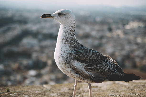 Majestic seagull posing on cliff edge with cityscape in background.