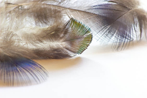 istock color bird feather lying on the white paper 2214405836