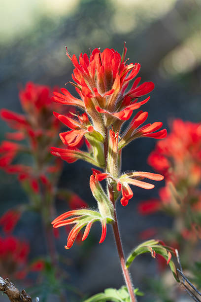 istock Desert Wildflowers 2214406296