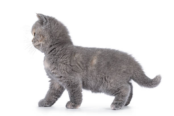istock British Shorthair cat kitten on white 2214407323