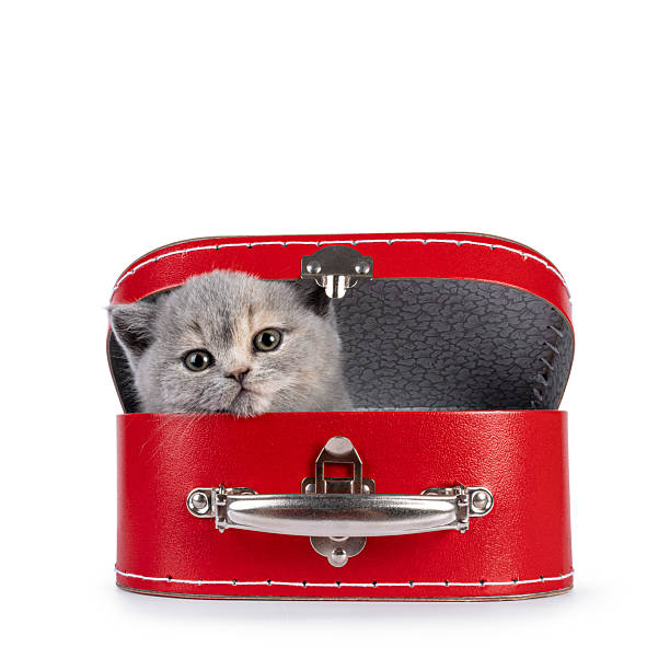 istock British Shorthair cat kitten on white 2214407342