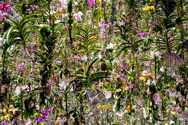 Beautiful hanging orchids create a stunning display of vibrant colors and delicate blossoms in a lush garden setting. Flora background