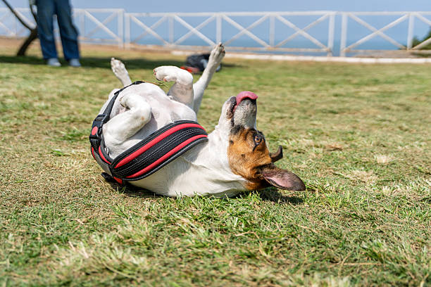 Adorable jack russell terrier enjoying playtime, rolling around on its back in the grass at a park, showing pure joy and happiness