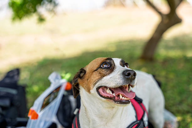 Jack russell terrier panting and gazing upward, enjoying a moment of relaxation in a park after a fun walk with its owner