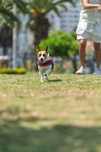Small dog running joyfully in a park, relishing a sunny day alongside its owner, surrounded by lush grass and vibrant trees