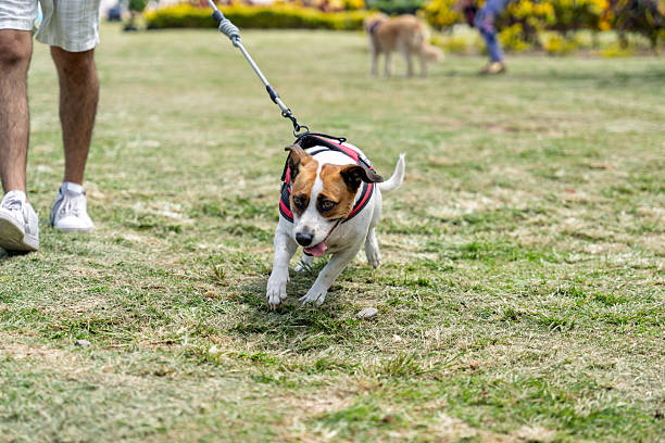 istock Pet owner walking a jack russell terrier in a park 2214407518