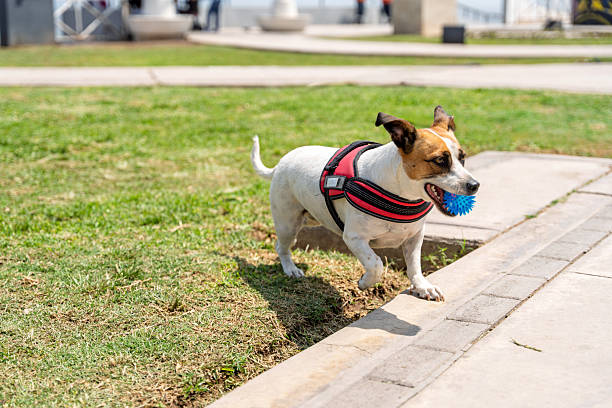 istock Jack russell terrier walking in the park with a blue ball 2214407598