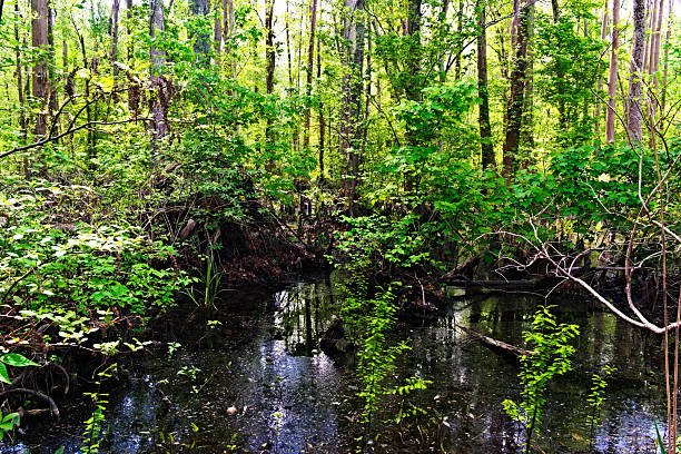 A tranquil swamp in Lake Waccamaw State Park