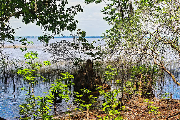 Lake Waccamaw with Trees along the Shore