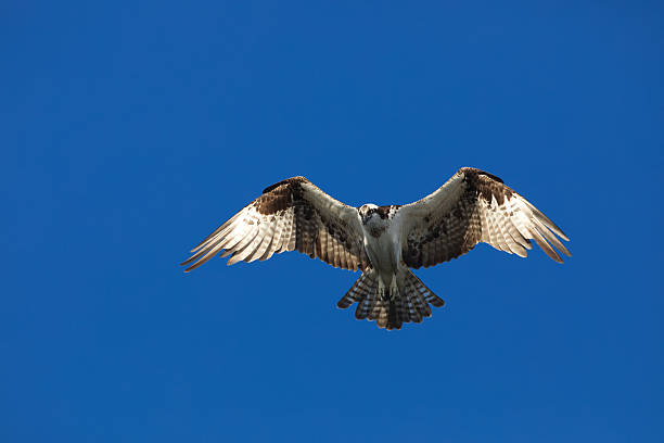 istock Hovering osprey in sky above Huntington Beach in California 2214409269