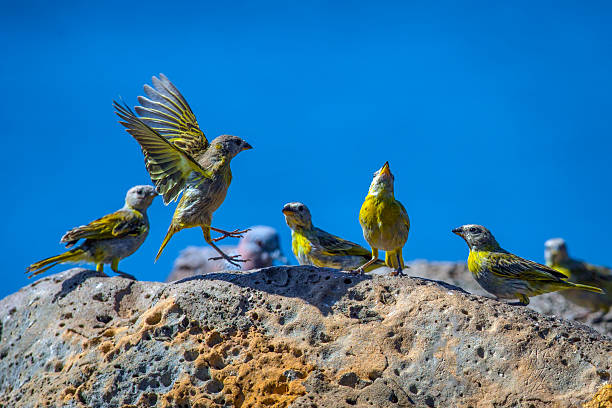Budgerigar