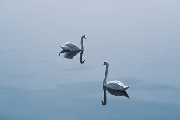 istock Swans glide gracefully across a serene lake under soft morning light in a tranquil natural setting. 2214416807