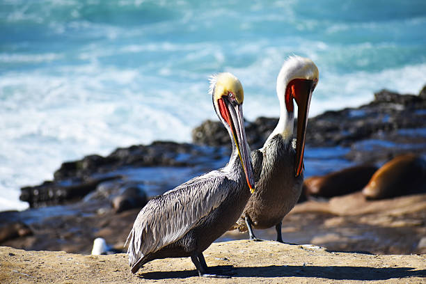 istock Pair of Brown Pelicans 2214417979