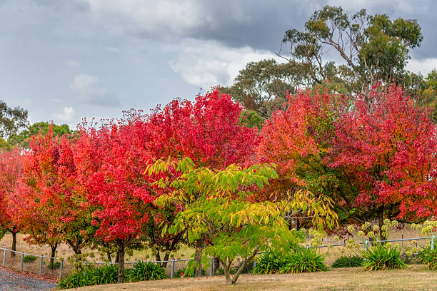 istock Autumn foliage on the tree lined rural driveway 2214419659