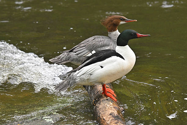 Pair of common mergansers (Mergus merganser) on a log in Connecticut's Bantam River, spring. Male in front, female in back. Known as goosander in Eurasia.