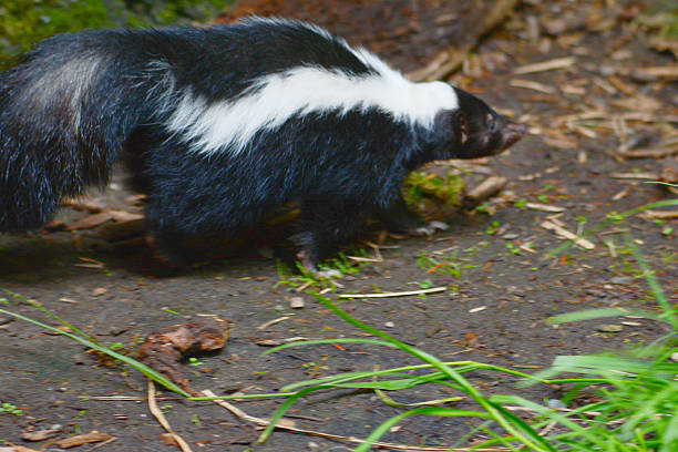 istock Striped Skunk Walking Across Littered Bare Ground 2214420300